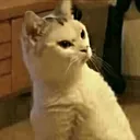 Gb_zCatWtf Gb_zCatWtf