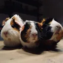 guineapig