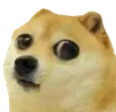 dogebaby
