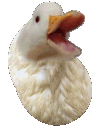 happyduck