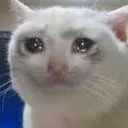 Cat Sad Cat_Sad Discord Emoji