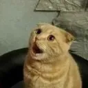 cb_cat_wow Discord Emoji