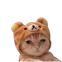 cb_cat_sadder Discord Emoji