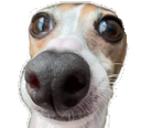domg Discord emoji