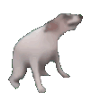 DogDance Discord emoji