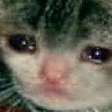 catCry Discord emoji