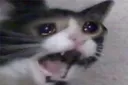 Cat Scream catscream Discord Emoji