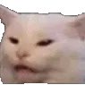 confusedcat