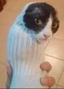 SockCat