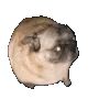 pugDance