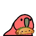 TacoParrot