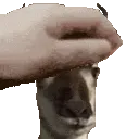 petthedeer