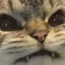 Cat Angry cat_angry Discord Emoji