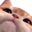 catPeek