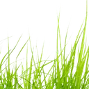 grass