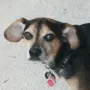 d0g d0g