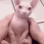 bingus