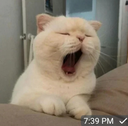 Zzz Discord emoji