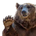 bearwave