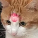 Kissycat Discord Emoji