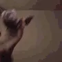 ferret