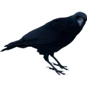 crow