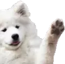 dogpaw