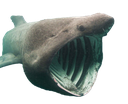 shark_pog