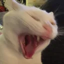 catscreech