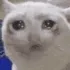 catDamedame catDamedame