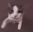 kisscat