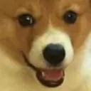 puppo puppo