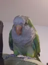 birb