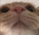 lecat