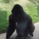 gorillaspin gorillaspin