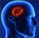 smol_brain
