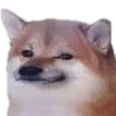 doge