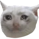 sadcat