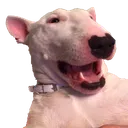 WalterPog