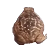 frogspin