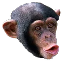 PogChimp
