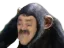 ChimpLol