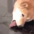 helicc