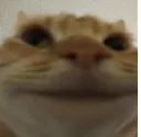 kittysmile