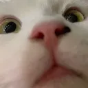 kittylook
