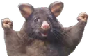 HappyRat