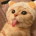 mycat