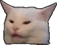 3336_ConfusedCat
