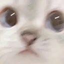ConcernedCat ConcernedCat