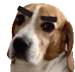 BrianBrows BrianBrows
